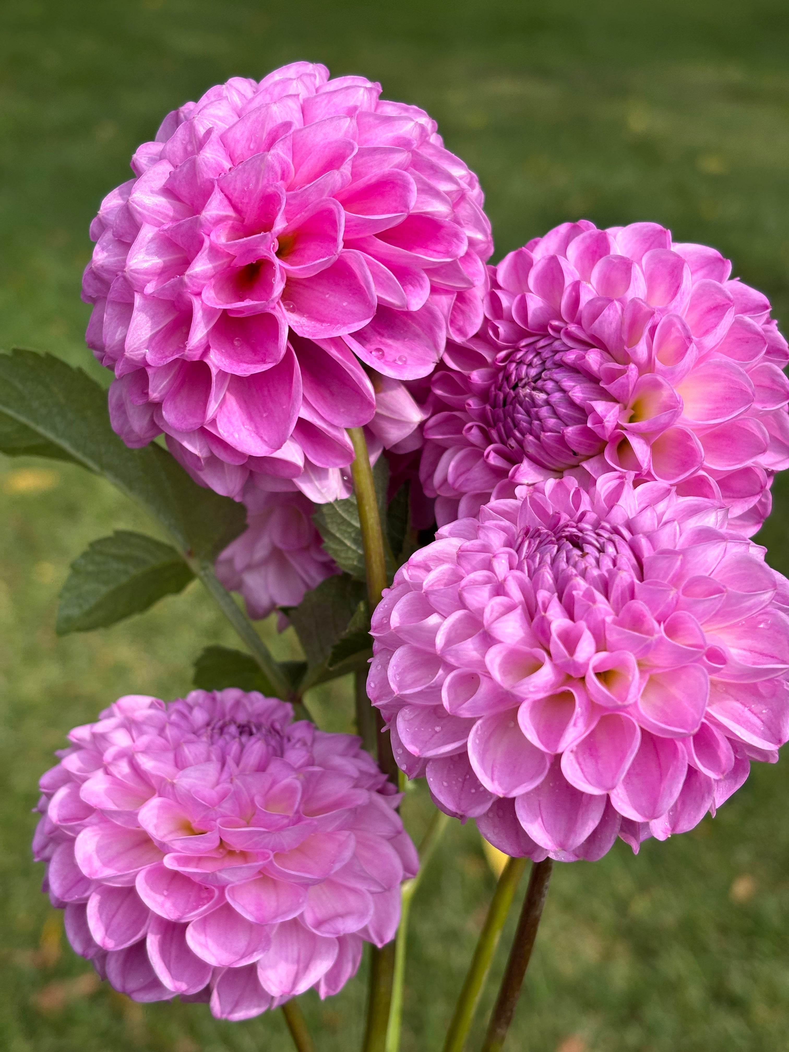 20th Avenue Morning Mist | Spring Creek Dahlias