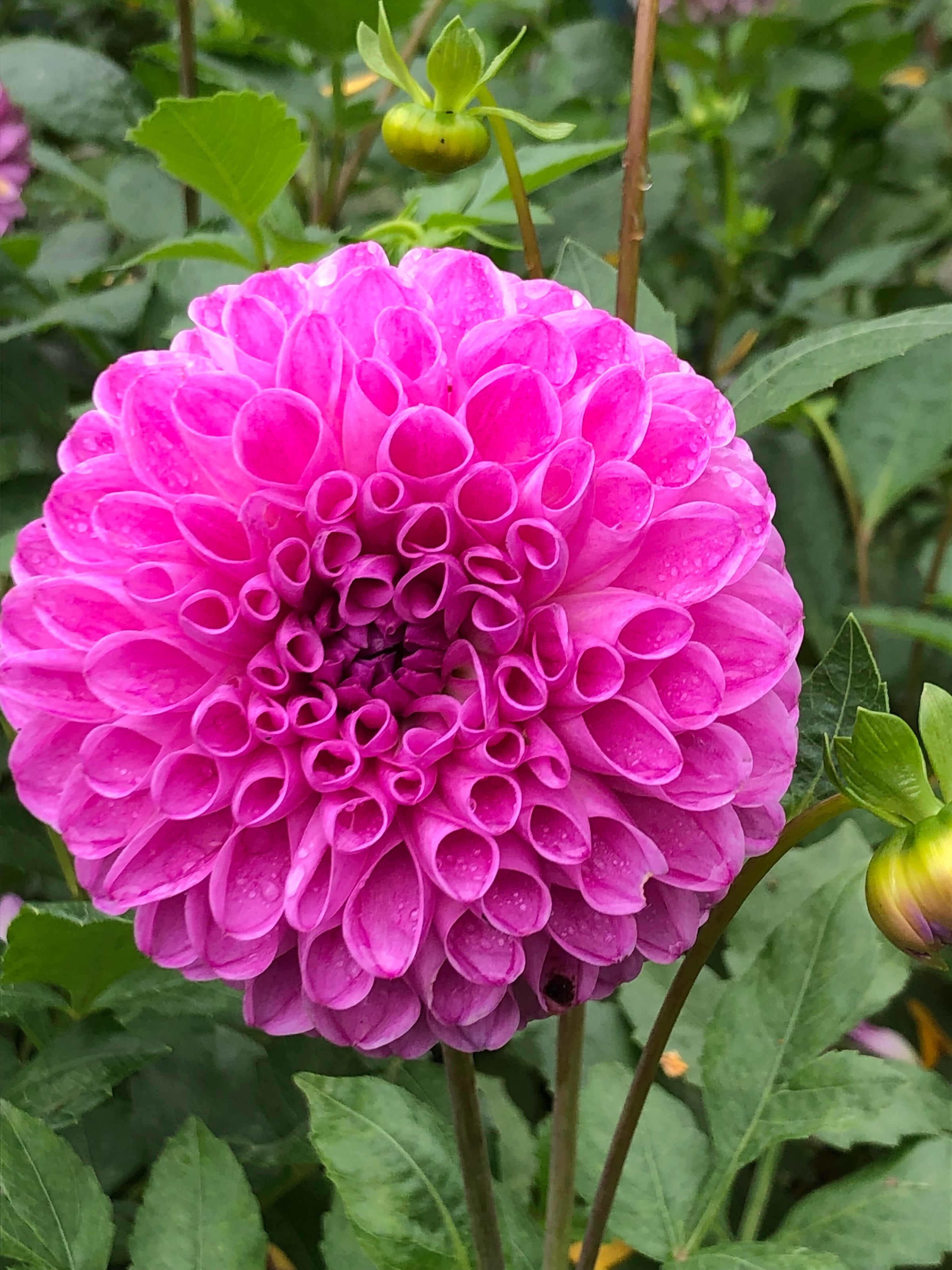 20th Avenue Morning Mist | Spring Creek Dahlias