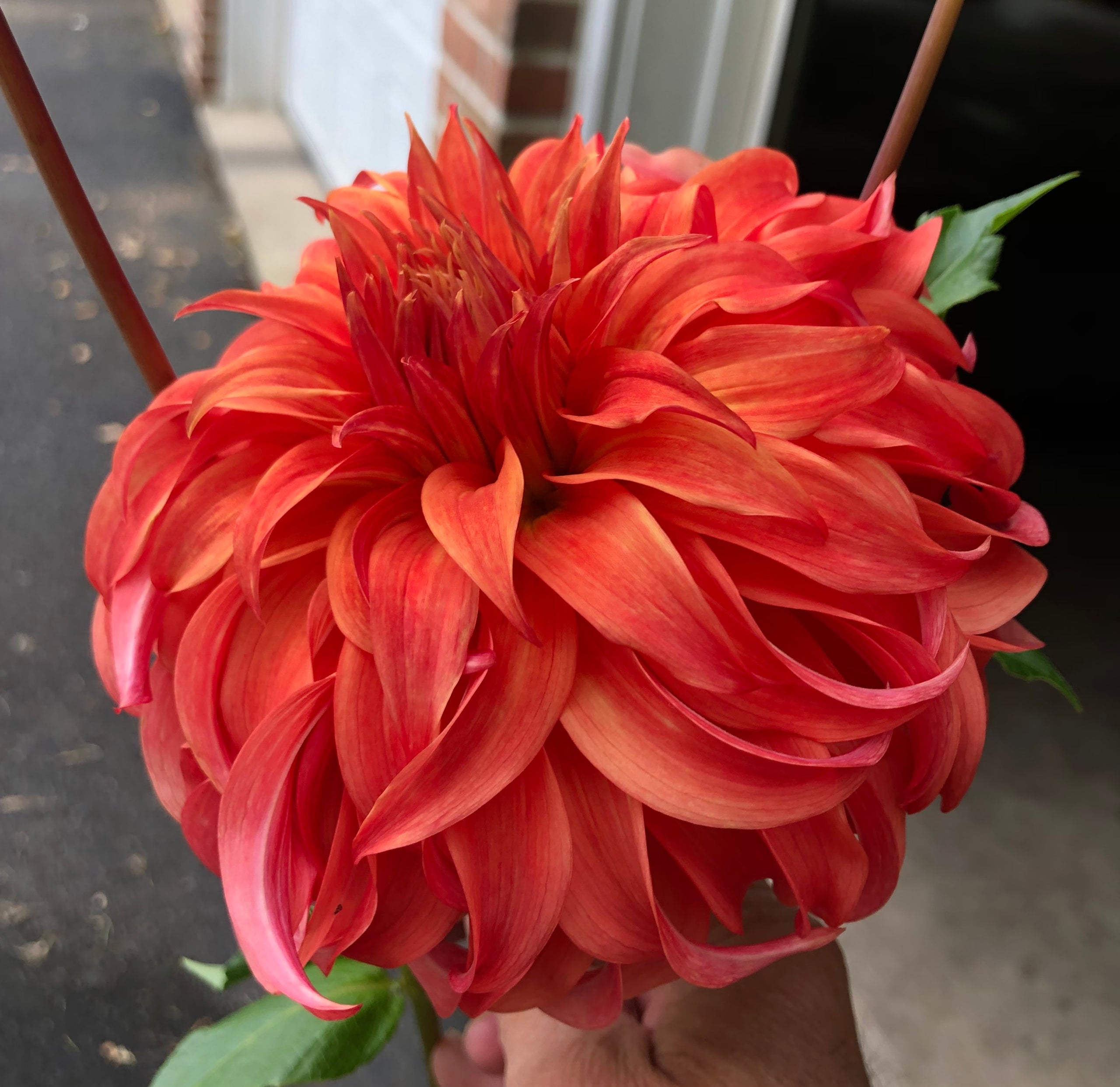 Bloomquist Jean Spring Creek Dahlias