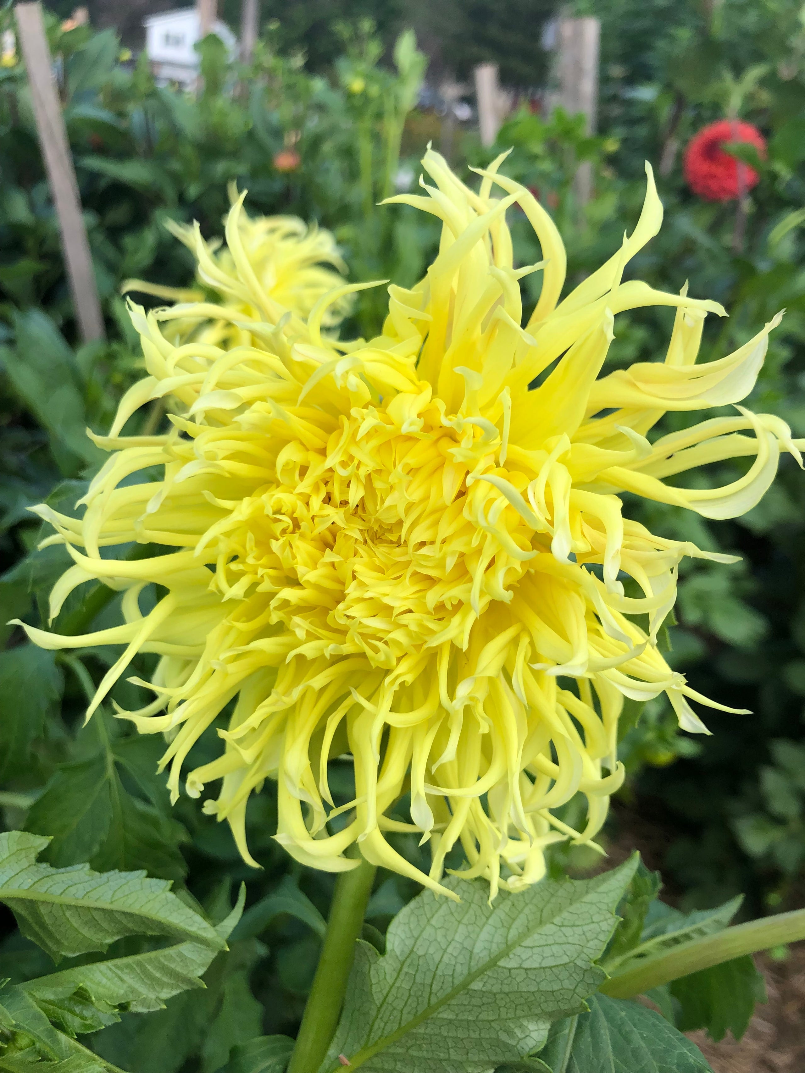 Britnija Spring Creek Dahlias