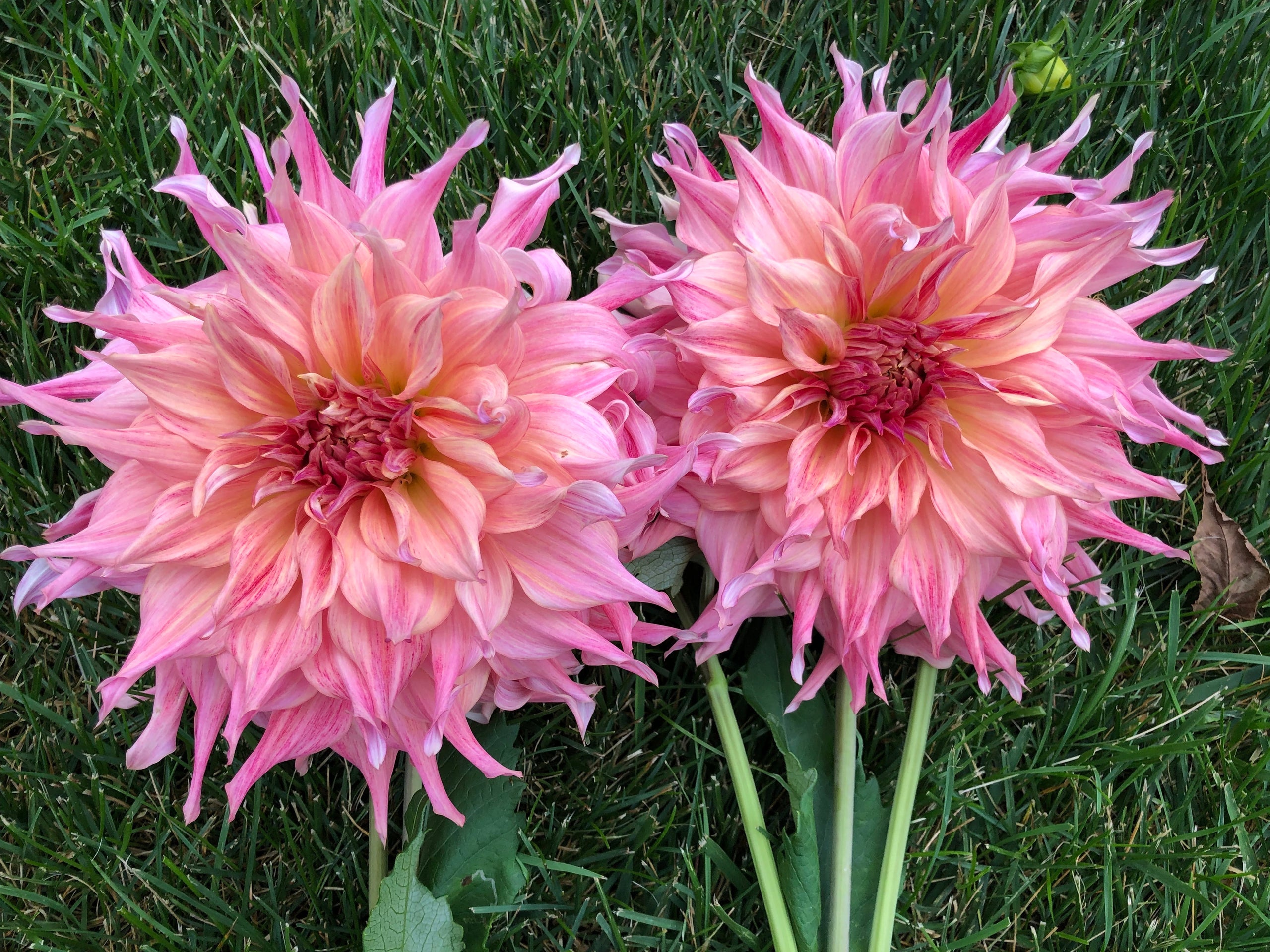 Belle of Barmera Spring Creek Dahlias
