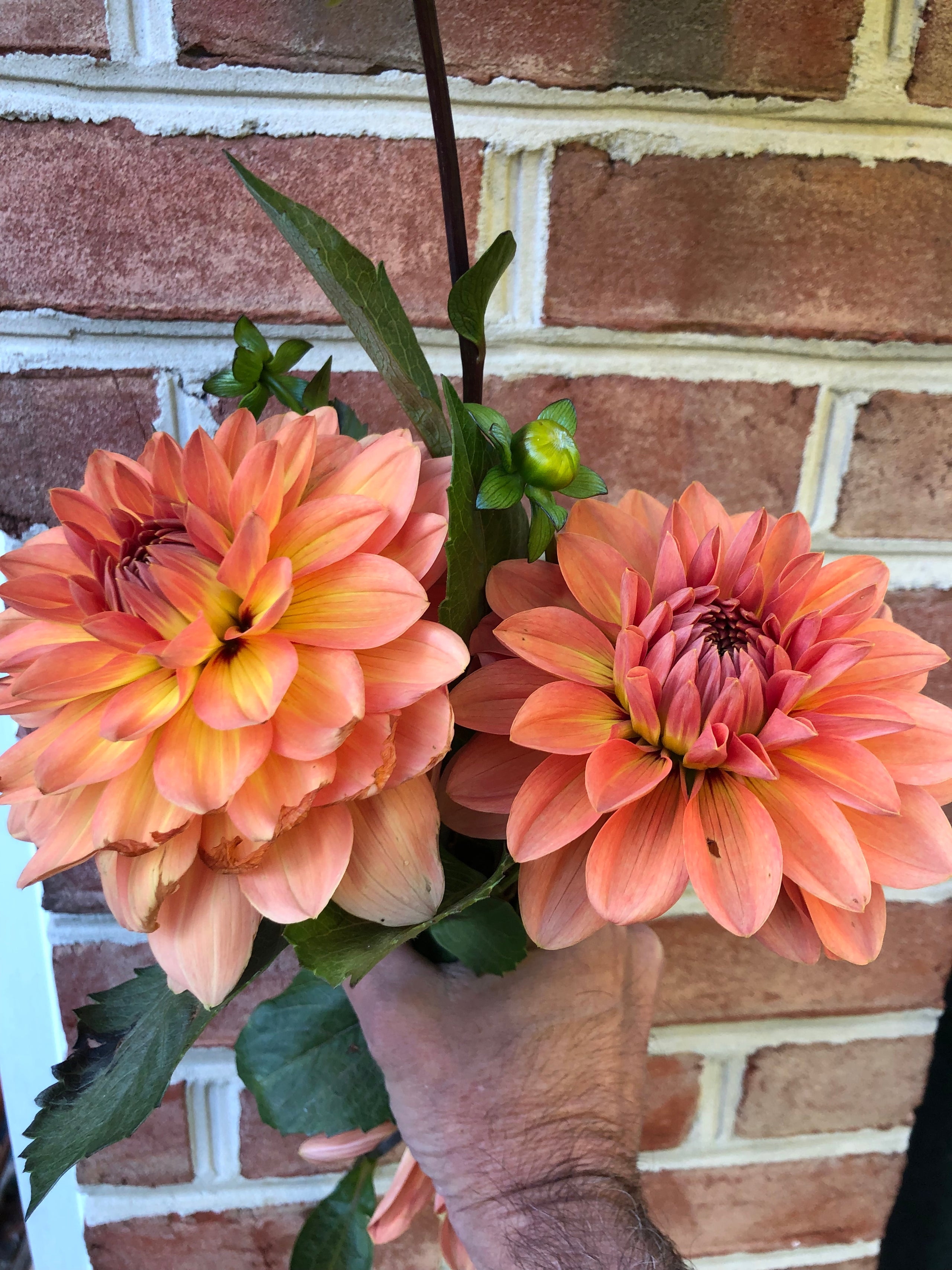 Nicholas Spring Creek Dahlias