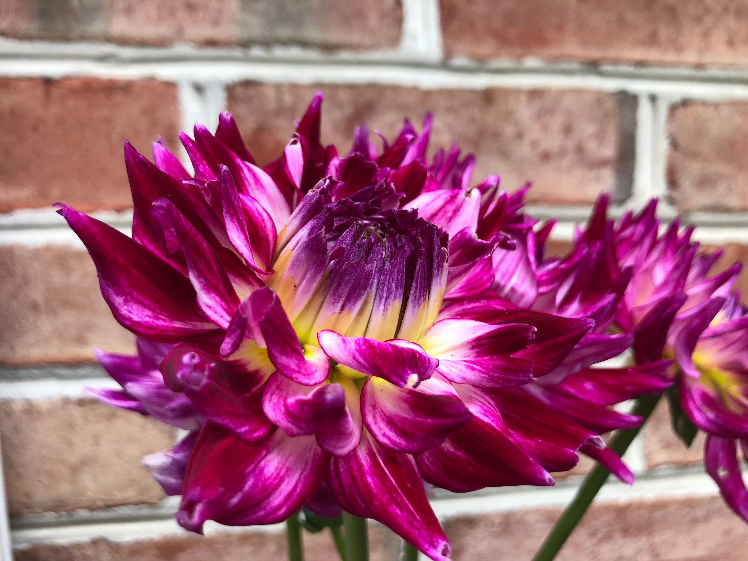Enchantress Spring Creek Dahlias
